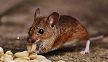 24 Hour & Emergency Exterminators in Syner, PA